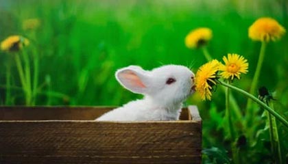 Kai Speed Racing-德布劳内启用数据分析是否续约 曼城保证必夺欧冠